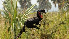 Bucorvus abyssinicus