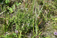Silene foliosa