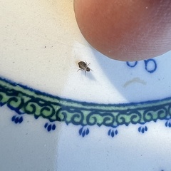 Dicyrtomidae