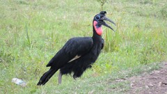 Bucorvus abyssinicus