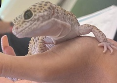 Eublepharis macularius