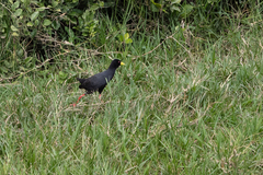 Zapornia flavirostra