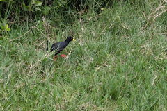 Zapornia flavirostra