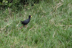 Zapornia flavirostra