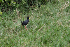 Zapornia flavirostra