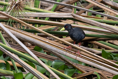 Zapornia flavirostra