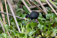 Zapornia flavirostra