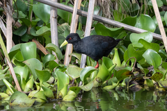 Zapornia flavirostra