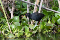 Zapornia flavirostra