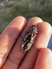 Chalcophora mexicana