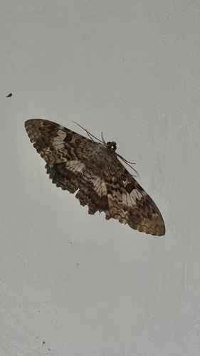 Letis specularis