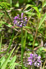Allium spirale