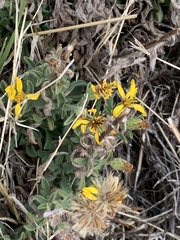 Heterotheca sessiliflora echioides