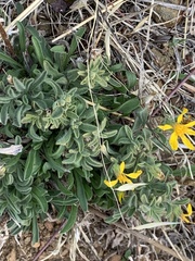 Heterotheca sessiliflora echioides