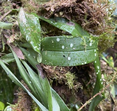 Maxillaria pseudoreichenheimiana