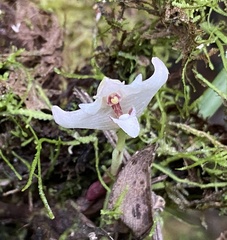 Maxillaria angustissima