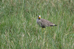Vanellus senegallus