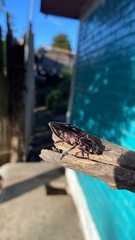 Chalcophora mexicana