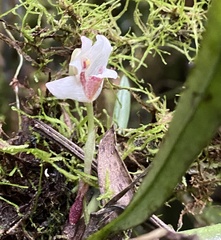 Maxillaria angustissima