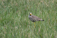 Vanellus senegallus