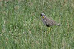 Vanellus senegallus