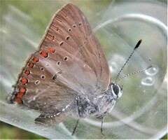 Satyrium titus