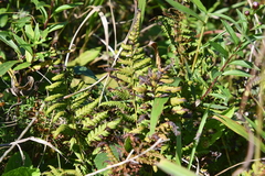 Athyrium yokoscense
