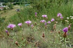 Centaurea vallesiaca