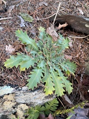 Micranthes petiolaris