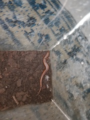 Subdoluseps bowringii