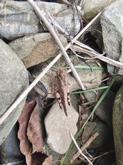 Trilophidia annulata