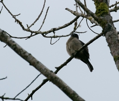 Pachyramphus validus