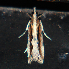 Eudonia steropaea