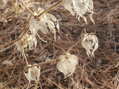 Physalis neomexicana