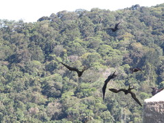 Fregata magnificens