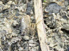 Pavocosa