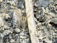 Pavocosa