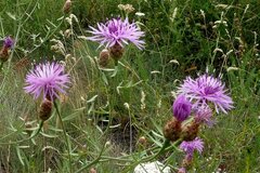 Centaurea vallesiaca