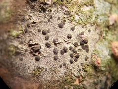 Amandinea dakotensis