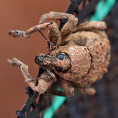 Brachypera zoilus