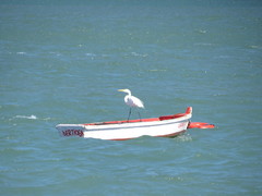Ardea alba
