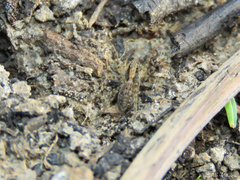 Pavocosa