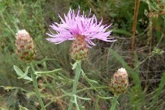 Centaurea vallesiaca