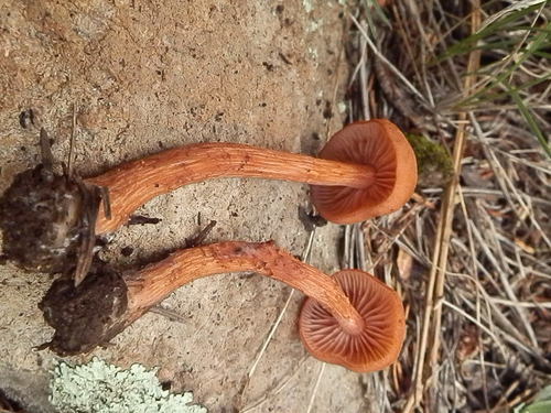 Laccaria nobilis