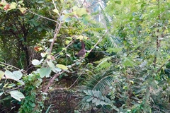 Pterorhinus perspicillatus