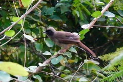 Pterorhinus perspicillatus