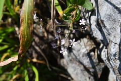 Gypsophila pacifica