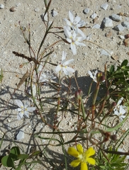 Moraea viscaria