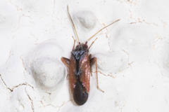 Parthenicus picicollis