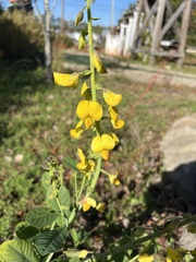 Crotalaria spectabilis